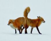 foxes in copulatory tie.jpg from fox sex mating