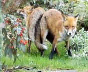 foxes in copulatory tie02.jpg from fox sex mating