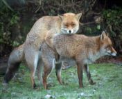 mating foxes.jpg from fox sex mating