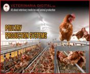 poultry production systems.jpg from www xxx image comincan hen