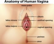 gettyimages 636080674 1f723ae1e1a7497dbdb38b2dcb132736.jpg from body vagina