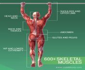 3b 600 skeletal muscles.jpg from muscle