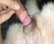 hairy cocked dude slotting that delicious dog hole.jpg from hd xexxx and doog