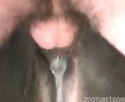 man making mare cum in good fuck.jpg from cum inside mare pussy