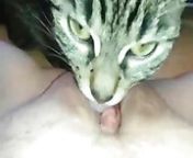 beautiful cat sucking pussy of the bitch.jpg from www xxx or cat sucking milk sort vid