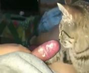 preview mp4.jpg from www xxx woman cat liking milk boa tits sucking sort vedeo download comर साली की