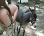 080 bestiality videos donkeys.jpg from sex donky