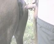young man giving his first cum on a mare.jpg from man fuck mare xxx video