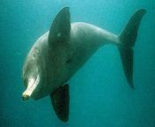 ganges river dolphin 114116 234482 363911.jpg from indian susu photo
