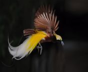 bird of paradise 5.jpg from parasisbirds