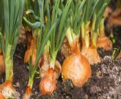 onion growing guides tips and information fb.jpg from onion ped
