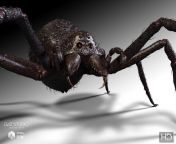 05 giant monster spider hd daz3d.jpg from monster spider