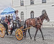 calesa land vehicle vehicle horse and buggy horse carriage horse harness rein horse supplies horse tack cart mode of transport chariot coachman wagon chaise bridle phaeton pack animal mare car 1576835.jpg from sex horse‏ ‏کرد