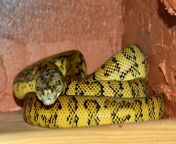 animal reptile yellow fauna snake vertebrate creature terrarium python serpent constrictor macro photography non toxic boa bundled yellow black boa constrictor scaled reptile boas 571096.jpg from ular