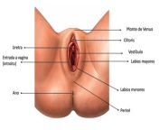 anatomia aparato genital vulva fc4adfe8 jpeg from anatomÃ­a vulva femenina