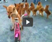 video of dog riding bike with a chorus line of walking dogs behind him 1.jpg from xvedo dogs