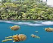 siargao sohoton cove with jellyfish sanctuary naked island tour with lunch 2.jpg from isl nude 002nu sitharasex