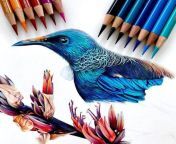 colored pencil drawingst 1 1024x1024.jpg from beautiful draw