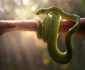 boa green snake lm.jpg from snaek