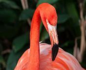 flamingo.jpg from ur img link co image share virginenaka nude fake