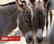  93790665 donkeys.jpg from wasmo naagaha waaweyn ee afrika