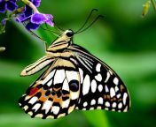 bd8a6ba9ad219d3aacdc790378095181 butterfly live butterflies.jpg from livebutterfly