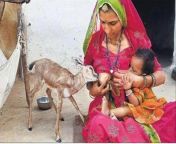 ec140d1969485e2399627e4f24fe80ee.jpg from breast feeding an indian gazelle