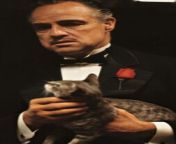 0efee1737ea1406398e9f2cbba38d999.jpg from the cat held by marlon brando in opening scene of godfather was stray that coppola found while on lot at paramount and was not originally called for in