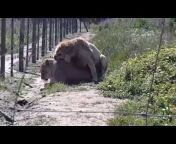 hqdefault.jpg from sex lion mating fuck girllion fuck with and lion meting video download