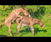 hqdefault.jpg from donkeys mating very nice video