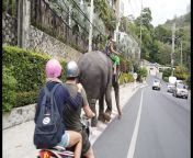 maxresdefault.jpg from trike patrol thailand