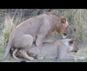 hqdefault.jpg from sex lion mating fuck girllion fuck with and lion meting video download
