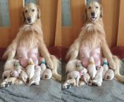 maxresdefault.jpg from puppies get some milk