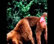 maxresdefault.jpg from mating documentary from mating breeding documentary watch