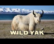 sddefault.jpg from yak karo video