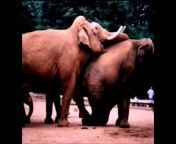 maxresdefault.jpg from mating documentary from mating breeding documentary watch