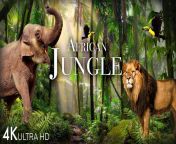 maxresdefault.jpg from african jungle adivasi movie hd mp