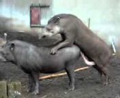 hqdefault.jpg from gaint tapir mating videos