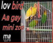 maxresdefault.jpg from gay loving birds