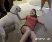 hqdefault.jpg from video seks anjing vs manusia