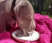 maxresdefault.jpg from puppy drinking pig39s milk together the piglets
