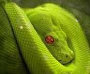 maxresdefault.jpg from snakes videos