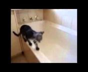 hqdefault.jpg from xxx cat video come