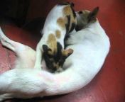 hqdefault.jpg from woman breastfeed cat nursing puppies cat b