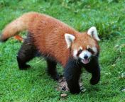 red panda full body 4x3.jpg from animlr