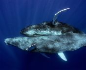 malewhales2.jpg from man sex mitting