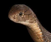 king cobra thumb 16x9.jpg from xxx hindi land ki snake