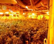 cannabis grow up york region 2.jpg from weed op