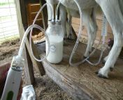  32.jpg from homemade milking