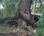 01yx4 jpegfb from full tree ass sex